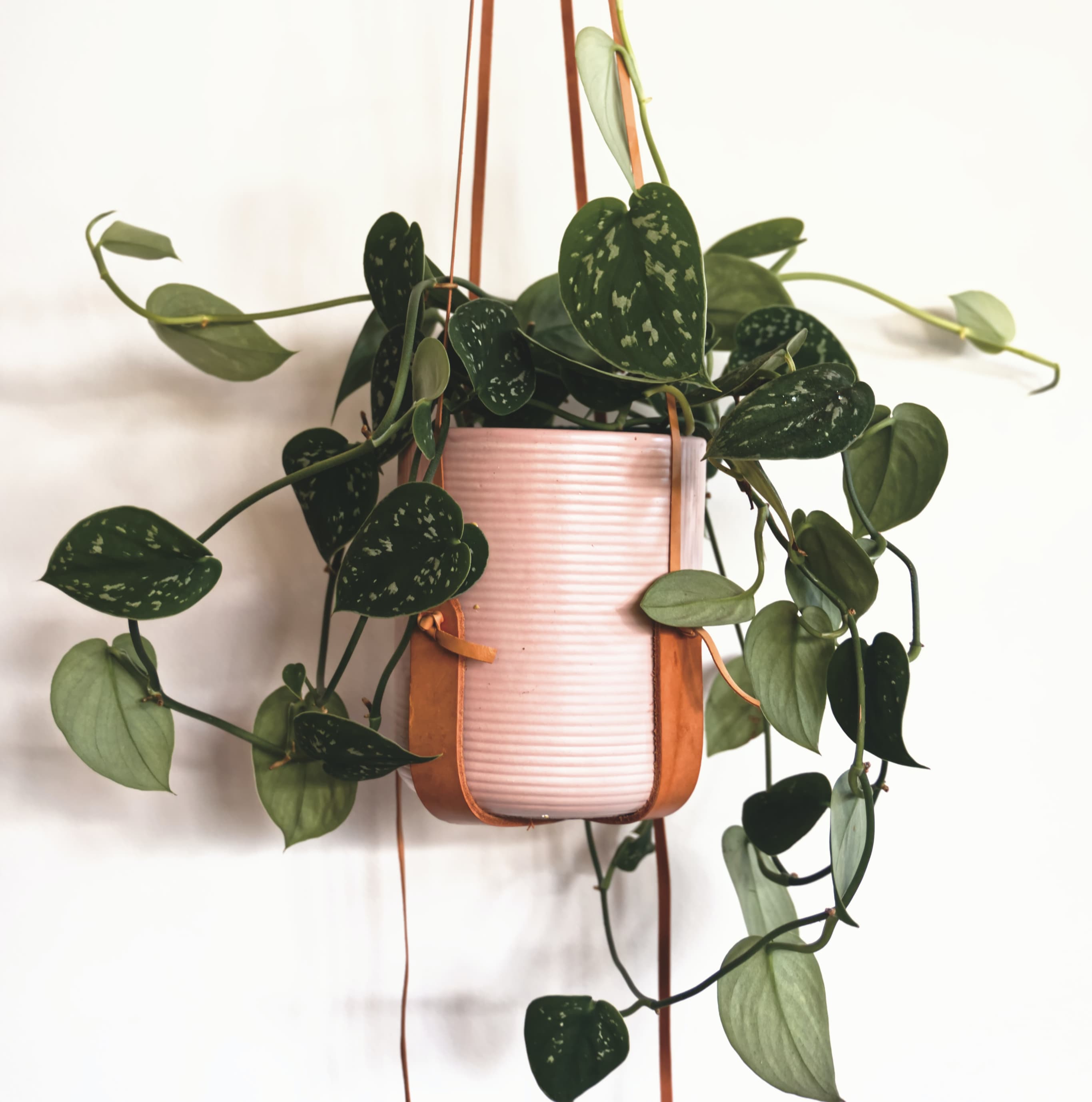 pothos argenté cover